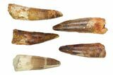 Lot: -, Bargain Spinosaurus Teeth - Pieces #82614-1